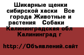 Шикарные щенки сибирской хаски - Все города Животные и растения » Собаки   . Калининградская обл.,Калининград г.